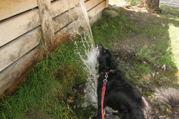 Hund am Wasser