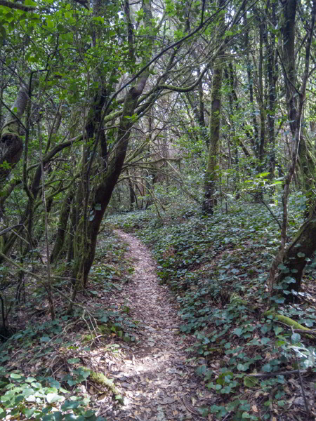 Lorbeerwälder nach El Palmar