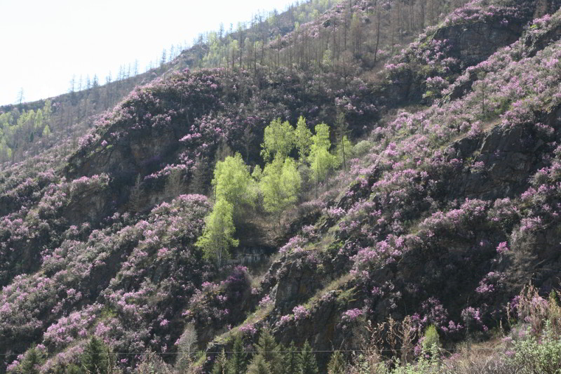Altai