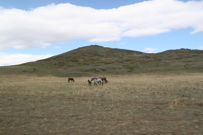 Altai