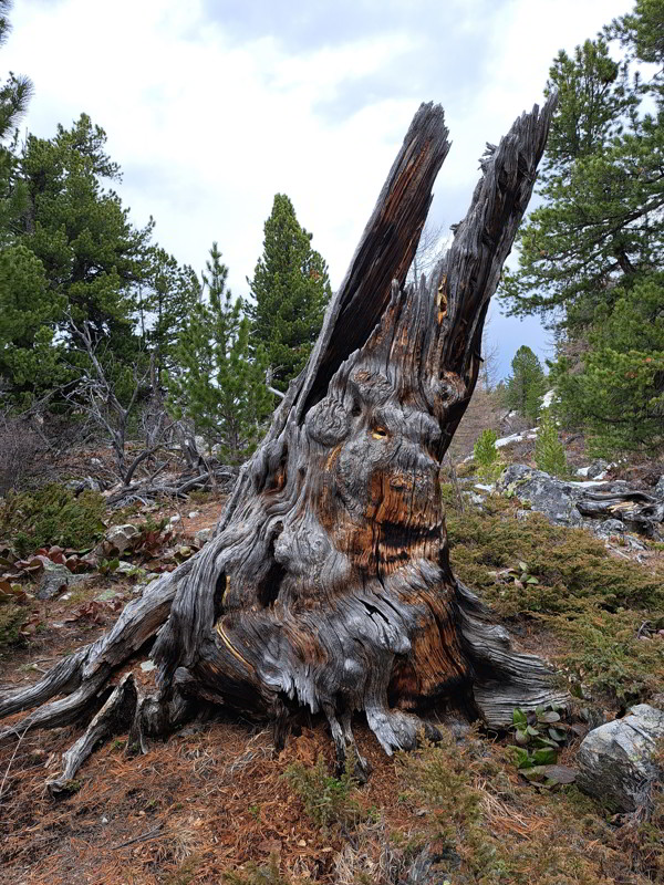 Altai
