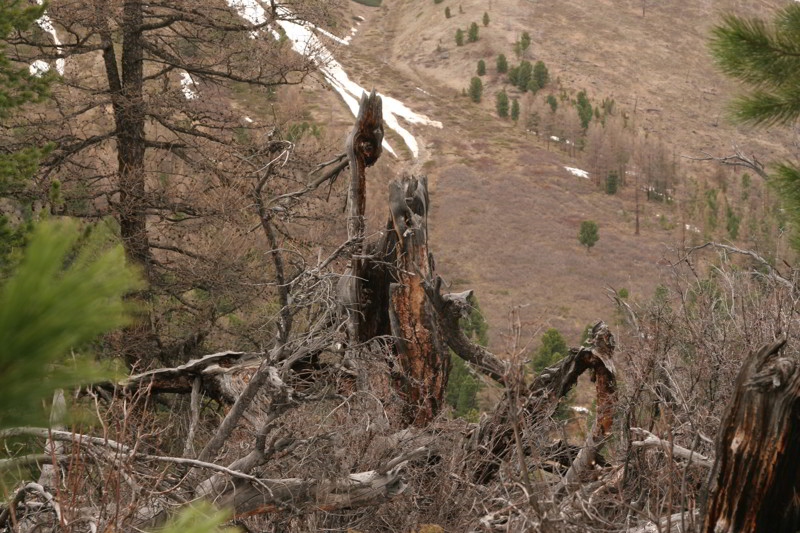 Altai