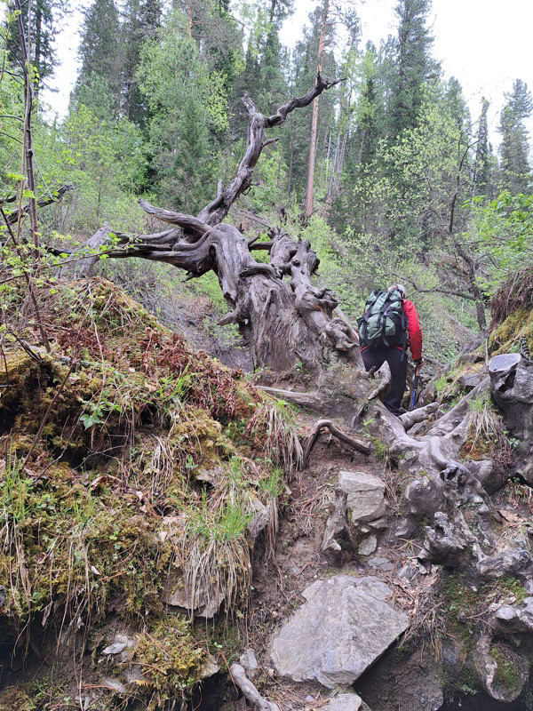 Altai
