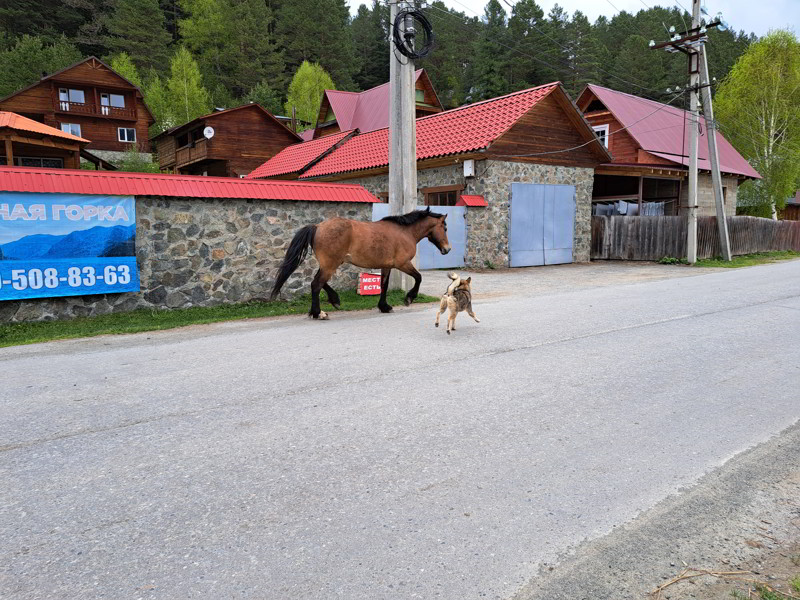 Altai