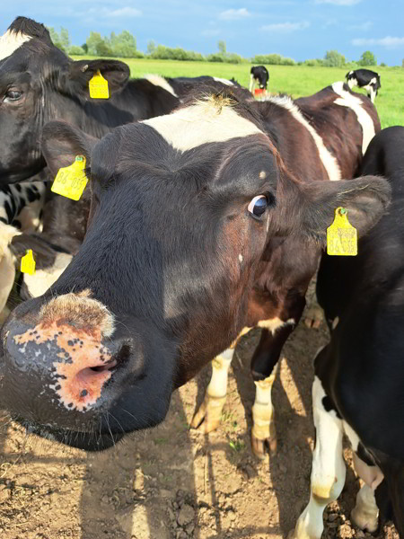 Mit dem Fahrrad durch Holstein