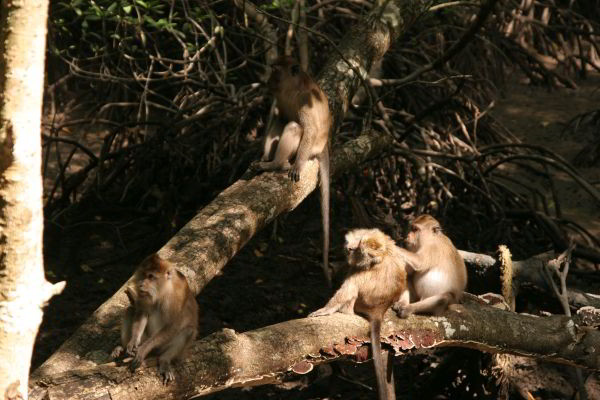 Langkawi