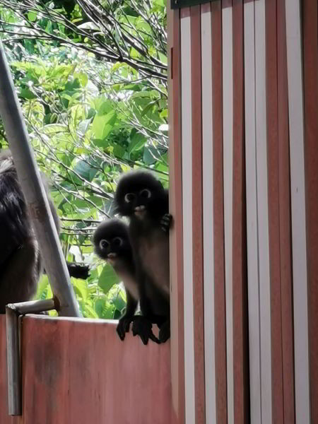 Langkawi