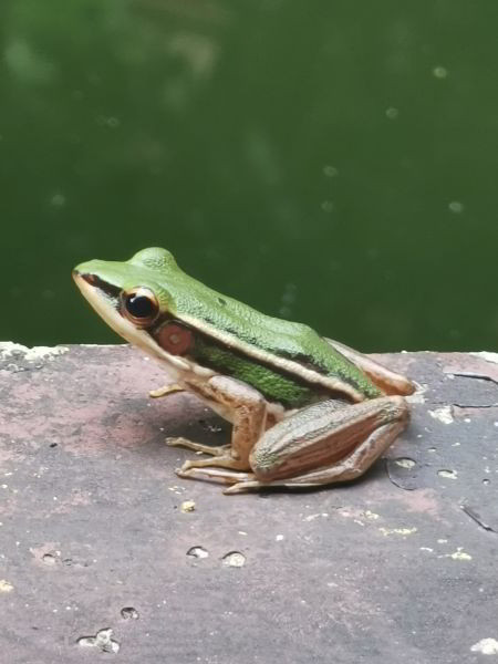 Langkawi
