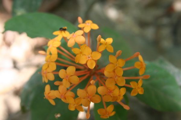 Langkawi