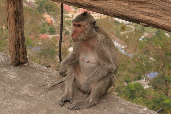 Battambang