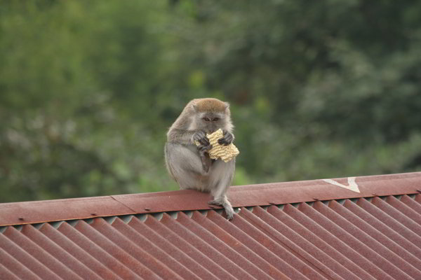 Bukit Lawang