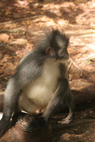 Bukit Lawang