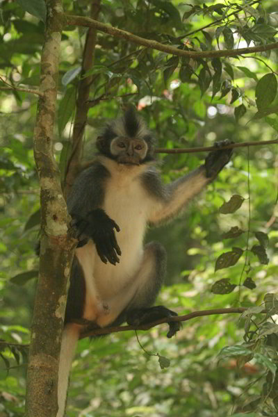 Bukit Lawang