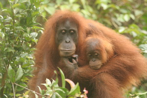 Bukit Lawang