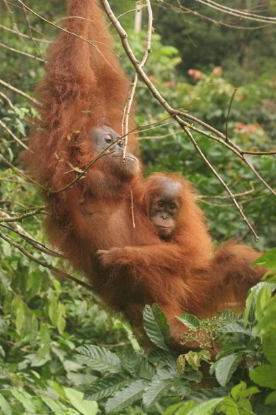 Bukit Lawang