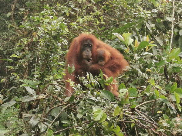 Bukit Lawang