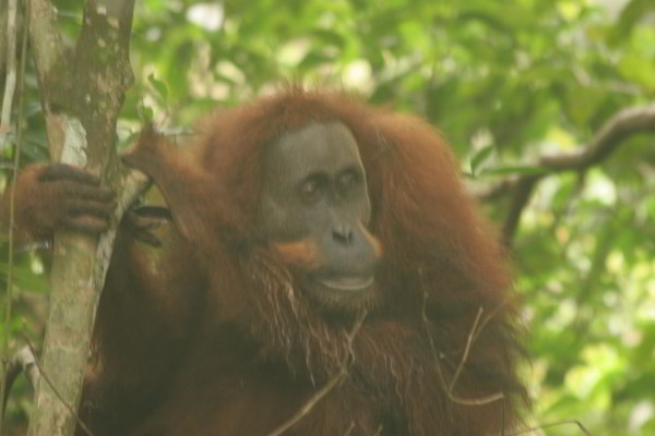 Bukit Lawang