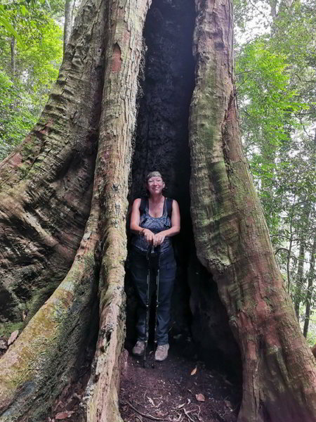 Bukit Lawang 