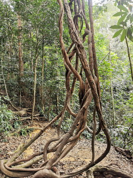 Bukit Lawang