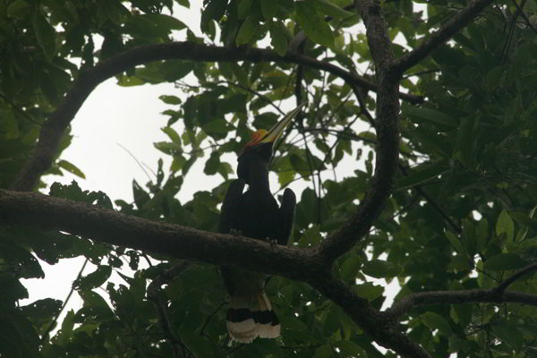 Bukit Lawang