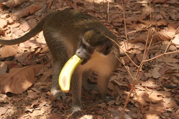 Affe im Naturschutzgebiet Gambia