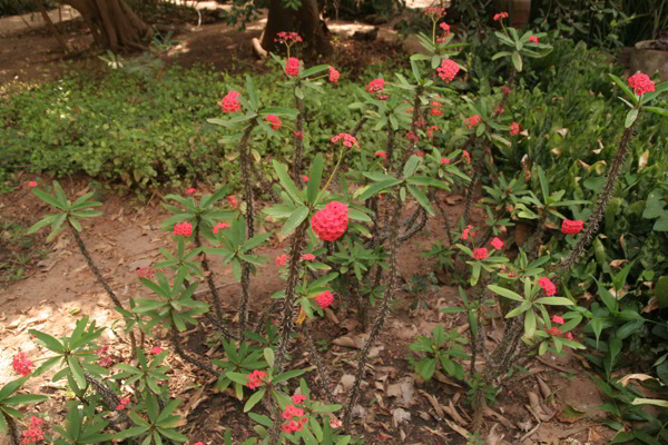 Botanischer Garten in Bakau