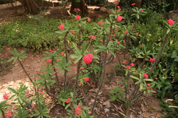 Botanischer Garten in Bakau Botanischer Garten in Bakau