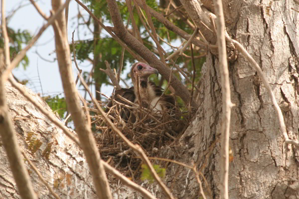 Geier in Gambia