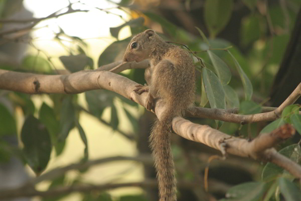 Hörnchen in Gambia
