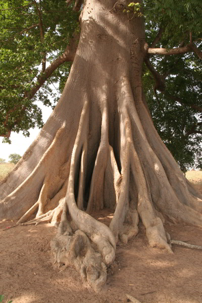 Kapok-Baum in Gambia
