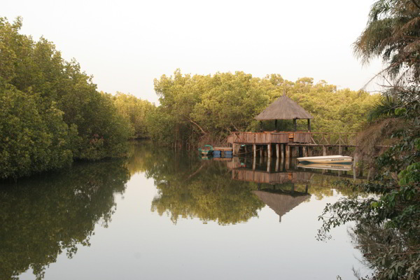 Mangroven Wald in Gambia