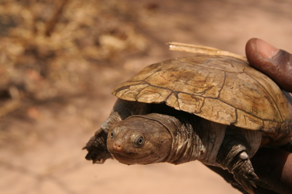 Schildkröten auf der Reptilienfarm