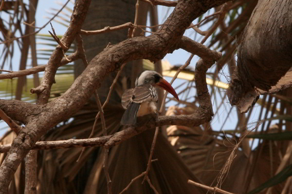 Vogel Toko Vogel Toko