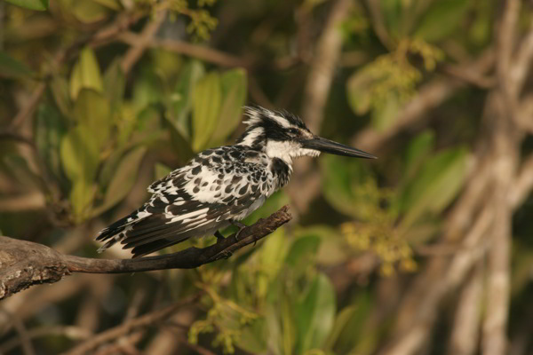 Vogel in den Mangroven in Gambia