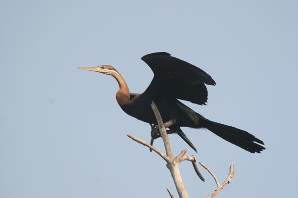 Kranich in Gambia