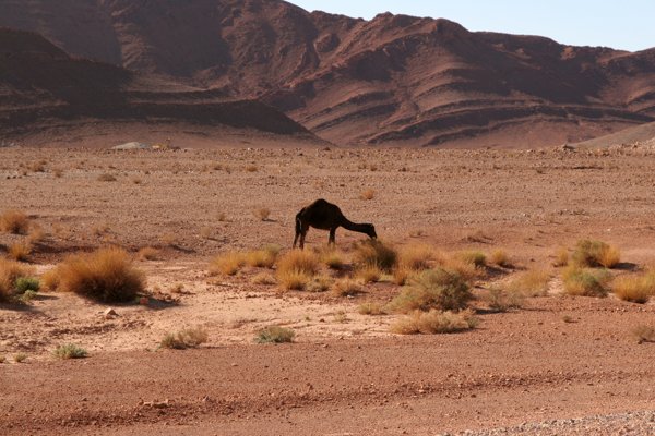 Sahara in Richtung Tafraoute