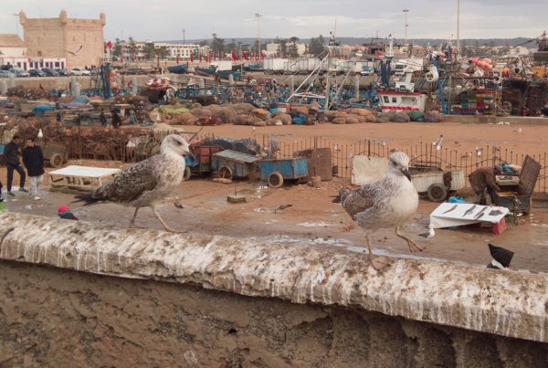 Essaouira in Marokko Hafen Essaouira in Marokko