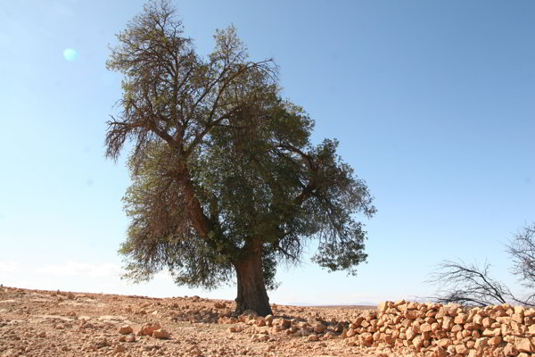 Taliouine