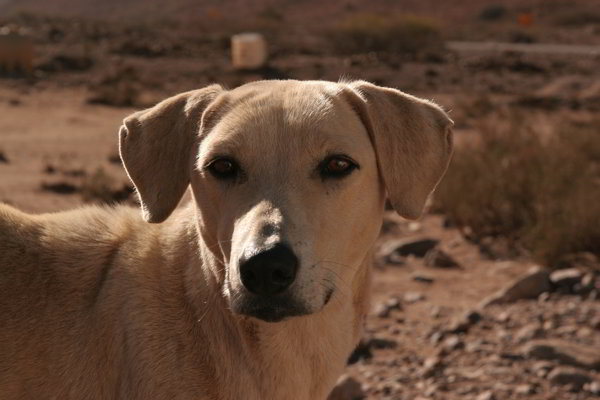 nach Tafraoute