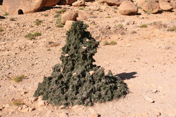 Tafraoute