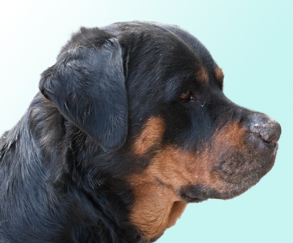 Rottweiler freigestellt