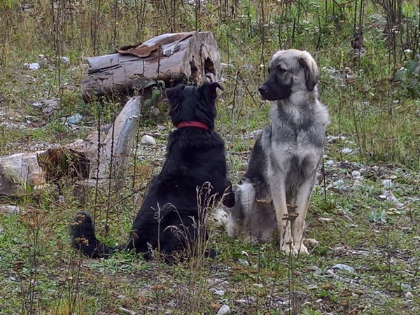 Hunde Freundschaft in Rumänien