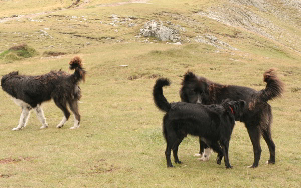 Hundefreundschaft