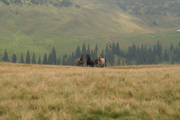 Pferde im Rodna Gebirge Rumänien