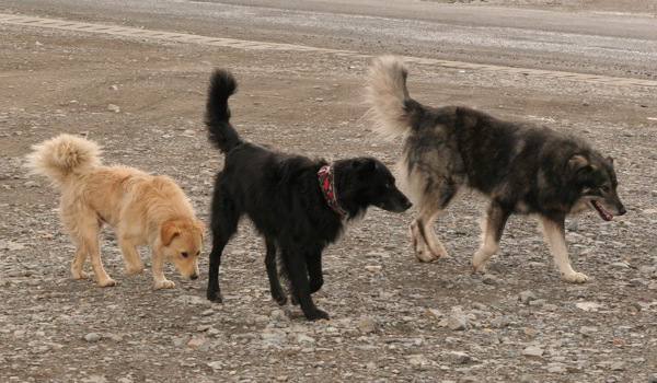 Hunde Freundschaften