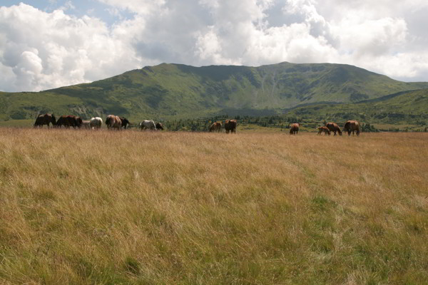 Rodna Gebirge