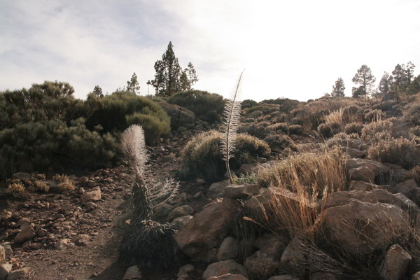 Wanderung von Las Lajas Wanderung von Las Lajas in Teneriffa