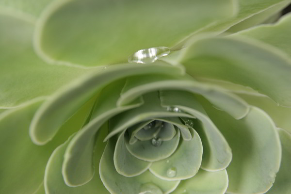 Aeonium Aeonium