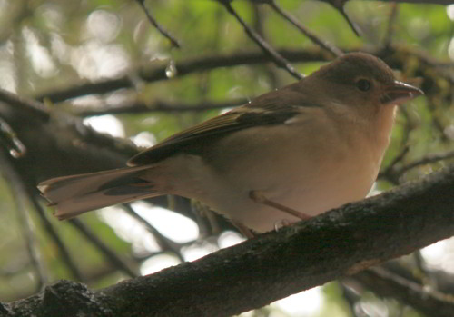 Kanarienvogel Kanarienvogel