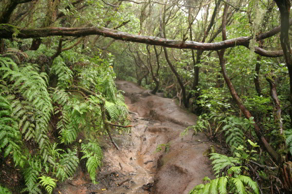 Lorbeerwald im Anaga Lorbeerwald im Anaga Gebirge auf Teneriffa
